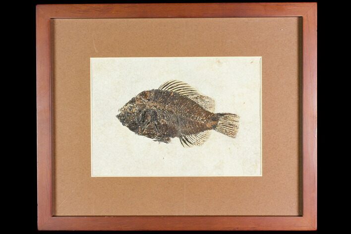 Framed Fossil Fish (Cockerellites) - Wyoming #147186